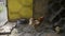 Caged rooster and hens in chicken coop on traditional rural barm yard. Golden Phoenix rooster and chickens feeding in henhouse