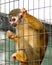 Caged Squirrel Monkey