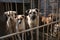 Caged stray dogs at a local kennel. Ai generated