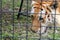 Caged tiger closeup