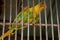 Caged yellow parrot bird at the zoo.