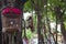 Cages with birds hang in the trees on the street of Vietnam