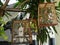 Cages with the birds at Luang Prabang`s street, Laos