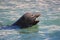 Caifornia Sea Lion swimming near Cabo San Lucas Baja Mexico