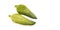 Caigua edible organic vegetable - Cyclanthera pedata