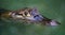 Caiman alligator in Costa Rica in the jungle