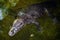 Caiman Alligatoridae relax sleeping in the pond.