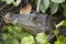 Caiman in Costa Rica