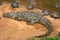 Caiman crocodile, Brazil, South America