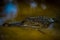 Caiman in the dark water in the Cuyabeno River, Cuyabeno Wildlife Reserve, Ecuador