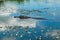 Caiman floating on the surface of the water in Esteros del Ibera, Argentina