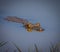 Caiman floating on the surface of the water in Pantanal, Brazil