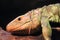 Caiman lizard