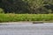 caiman lying in the swamp of the Pantanal wetlands along the Transpantaneira