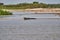 caiman lying in the swamp of the Pantanal wetlands along the Transpantaneira