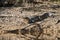 caiman lying in the swamp of the Pantanal wetlands along the Transpantaneira