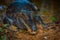 Caiman in the muddy water on the bank of the Cuyabeno River, Cuyabeno Wildlife Reserve, Ecuador