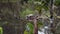 Caiman near the water on river