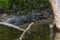 Caiman resting on the shore