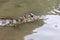 Caiman in still water at Serere Reserve Madidi in, Bolivia