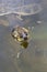 Caiman in still water at Serere Reserve Madidi in, Bolivia