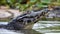 Caiman in the water. The yacare caiman Caiman yacare, also known commonly as the jacare caiman. Side view. Natrural habitat.