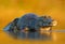 Caiman, Yacare Caiman, crocodile in the river surface, evening yellow sun, Pantanal, Brazil