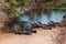 Caimans, in the South Pantanal of Brazil