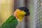A caique parrot close-up in the zoo, isolated.