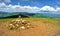 Cairn on Great Dodd