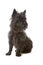 Cairn Terrier