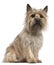 Cairn Terrier, 18 months old, sitting