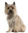 Cairn Terrier, 18 months old, sitting