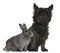 Cairn Terrier, 4 years old, and a rabbit