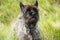 Cairn Terrier