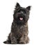 Cairn Terrier, 8 months old, sitting