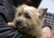 Cairn terrier