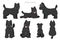 Cairn terrier clipart. Different poses, coat colors set