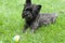 Cairn terrier dog