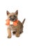 Cairn terrier dog