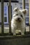 Cairn Terrier Dog looking out