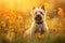 Cairn terrier dog sitting in meadow field surrounded by vibrant wildflowers and grass on sunny day ai generated