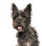 Cairn Terrier in front of white background