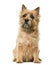 Cairn Terrier in front of a white background