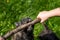 Cairn Terrier Playing with Tree Branch. Woman Hand Holds it.