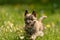 Cairn Terrier puppy 13 weeks old. Cute little dog runs over a meadow