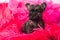 Cairn Terrier puppy dog on pink bois background.