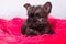 Cairn Terrier puppy dog on pink bois background.