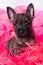 Cairn Terrier puppy dog on pink bois background.