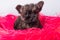 Cairn Terrier puppy dog on pink bois background.